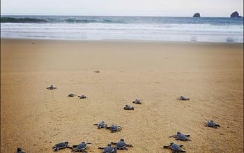 mount bromo ijen sukamade beach tour - Mt Bromo Prewedding Package, Bromo Ijen Sukamade Turtle Beach Tour, Mount Bromo - Ijen - Tumpak Sewu Waterfall 4D3N, Ijen Blue Flame Tour Package, Mount Bromo Ijen Sewu Waterfall Malang City Tour, Bromo Ijen Tour Agency