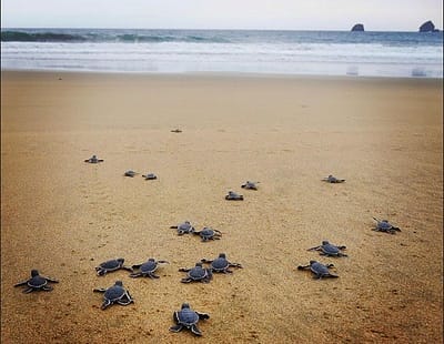mount bromo ijen sukamade beach tour